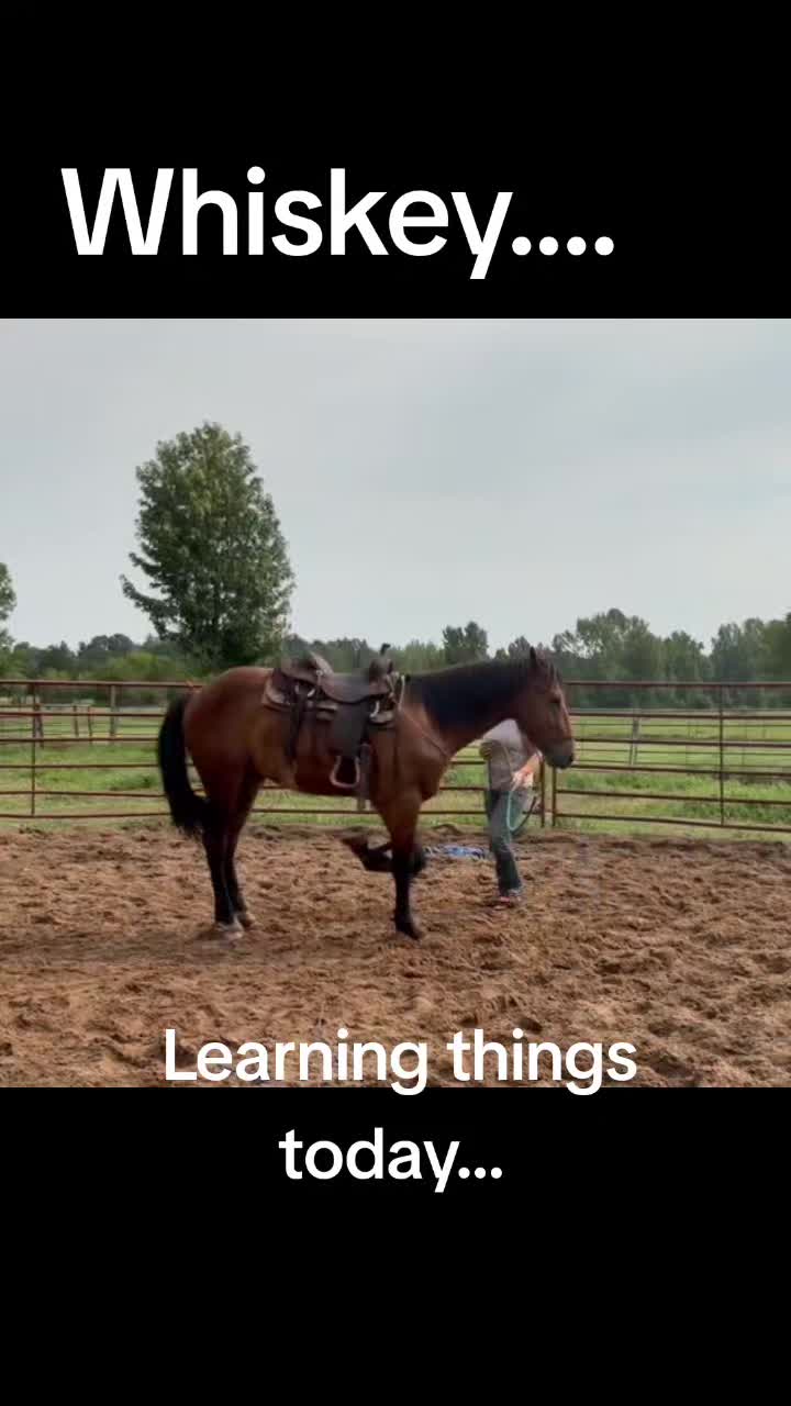 @CactusLMules