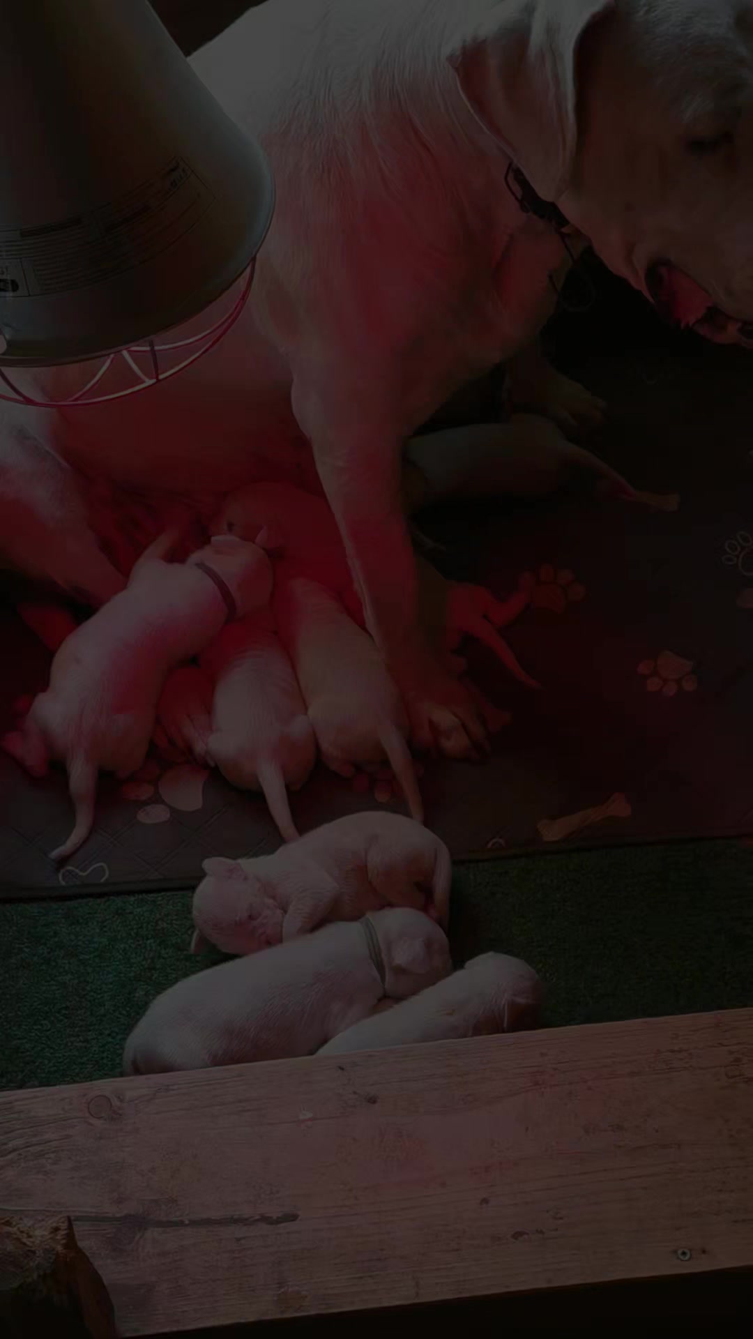 @Viola Trojan Dogo Argentino