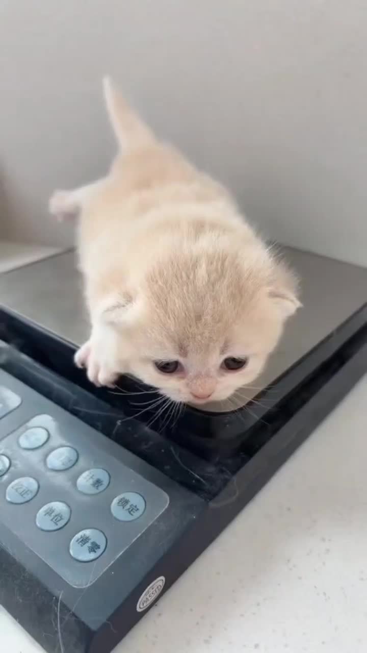 @catnipcrazee