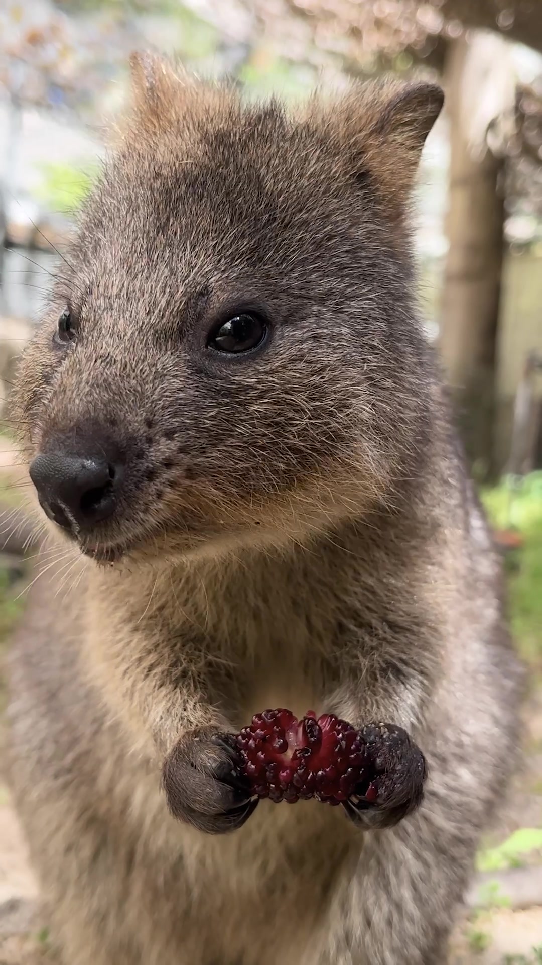 @Perth Zoo