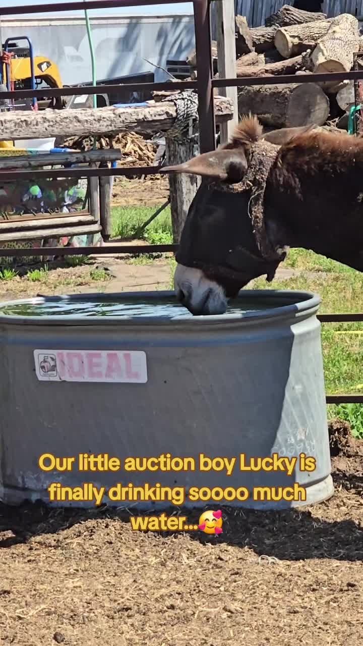 @Small Town Farm LLC