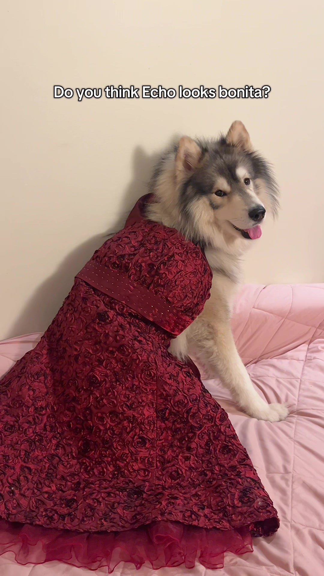 @Echo The Husky