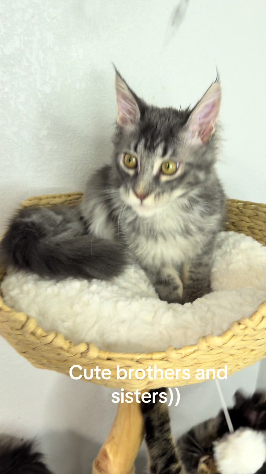 @Maine coon kittens