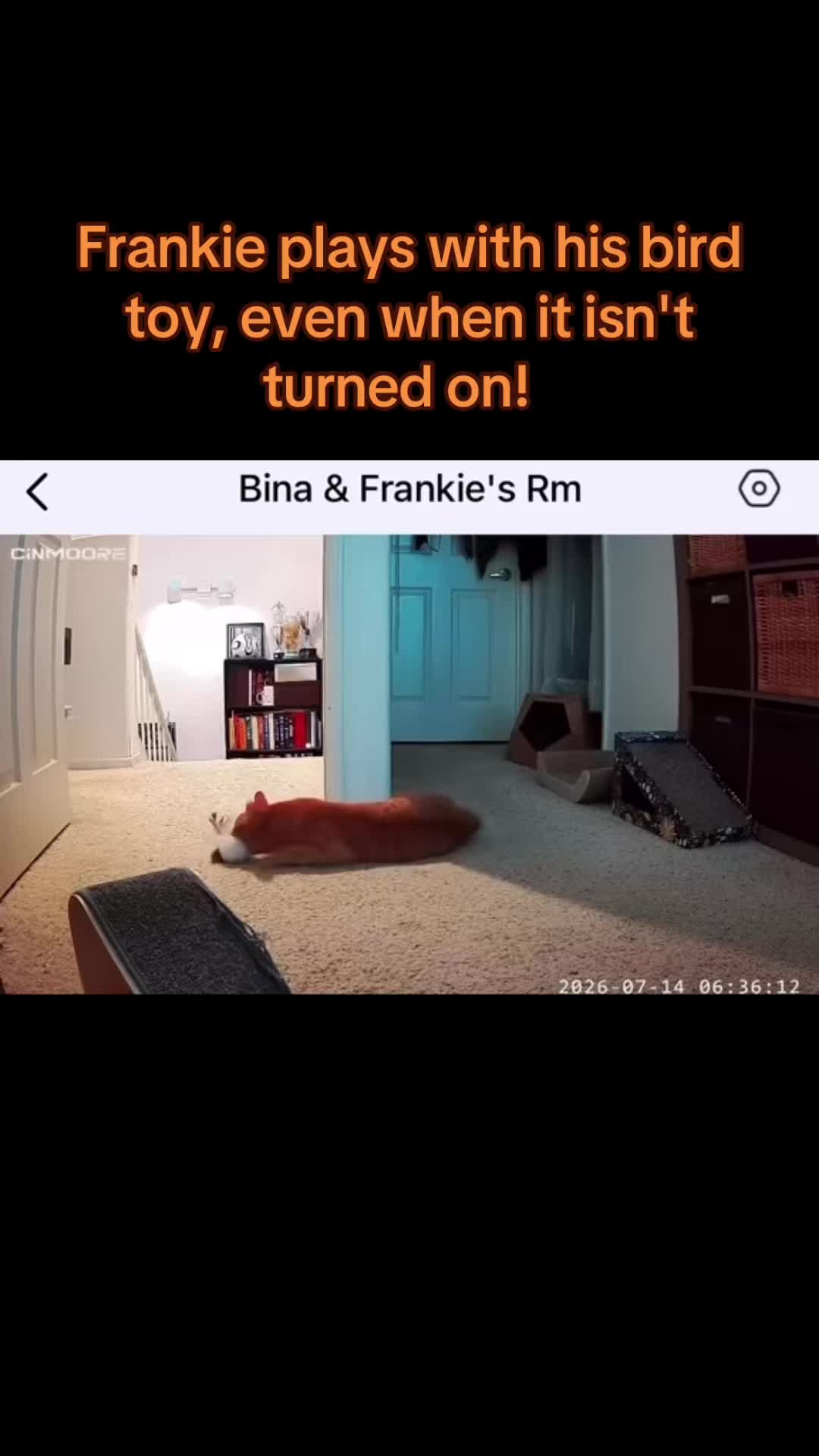 @frankie12fingers