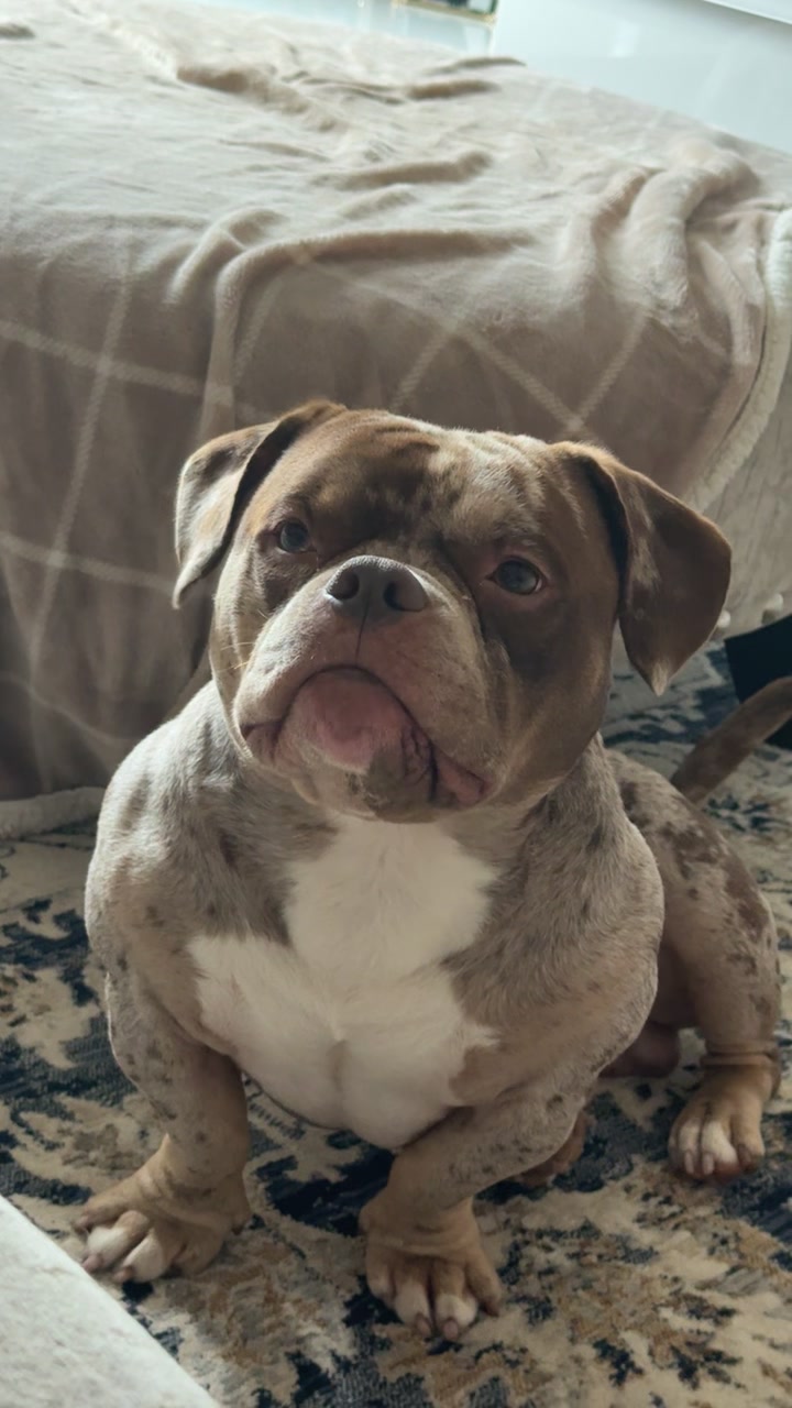 @pablothelittlebullydog