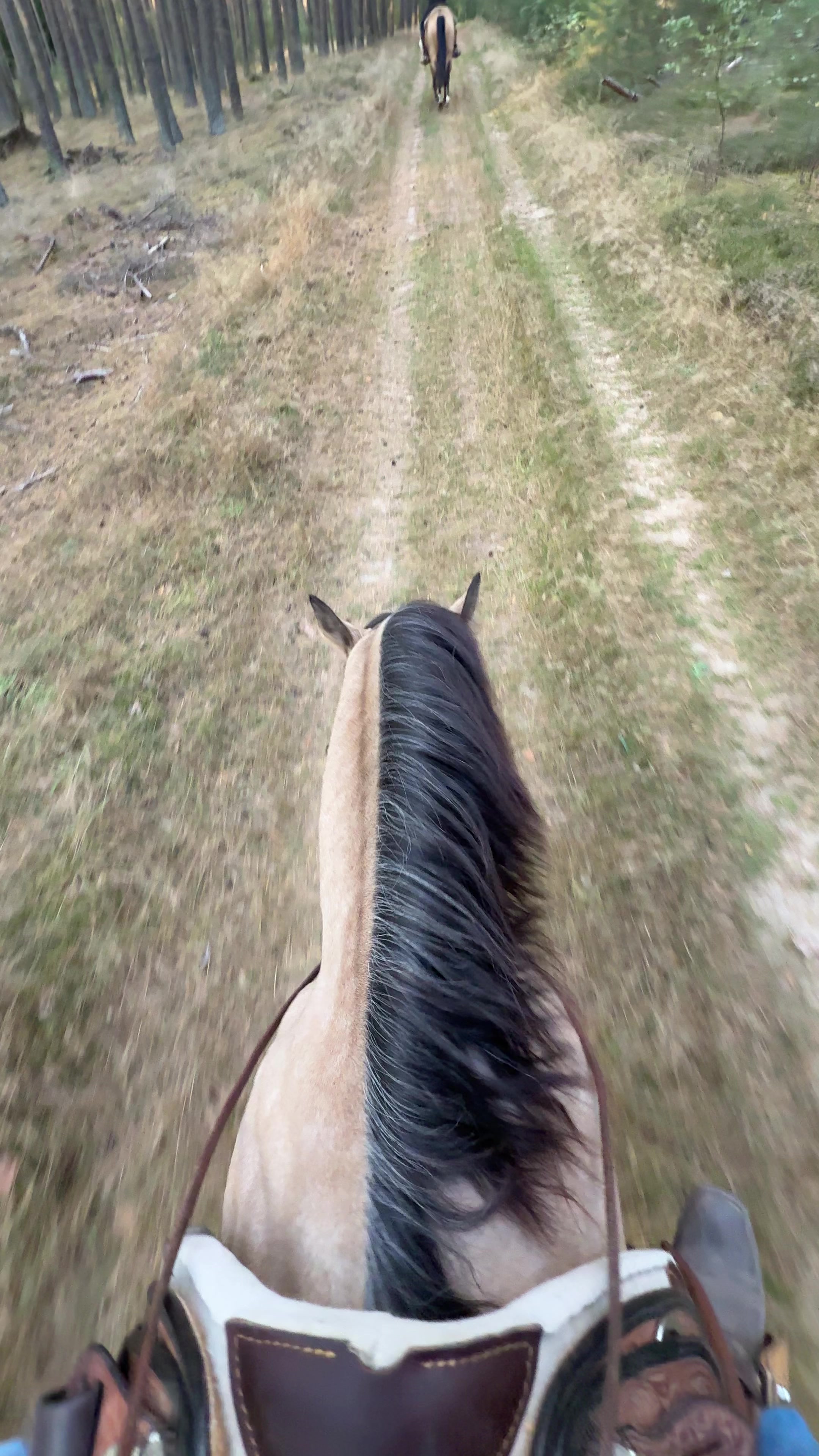 @Nebel Performance Horses