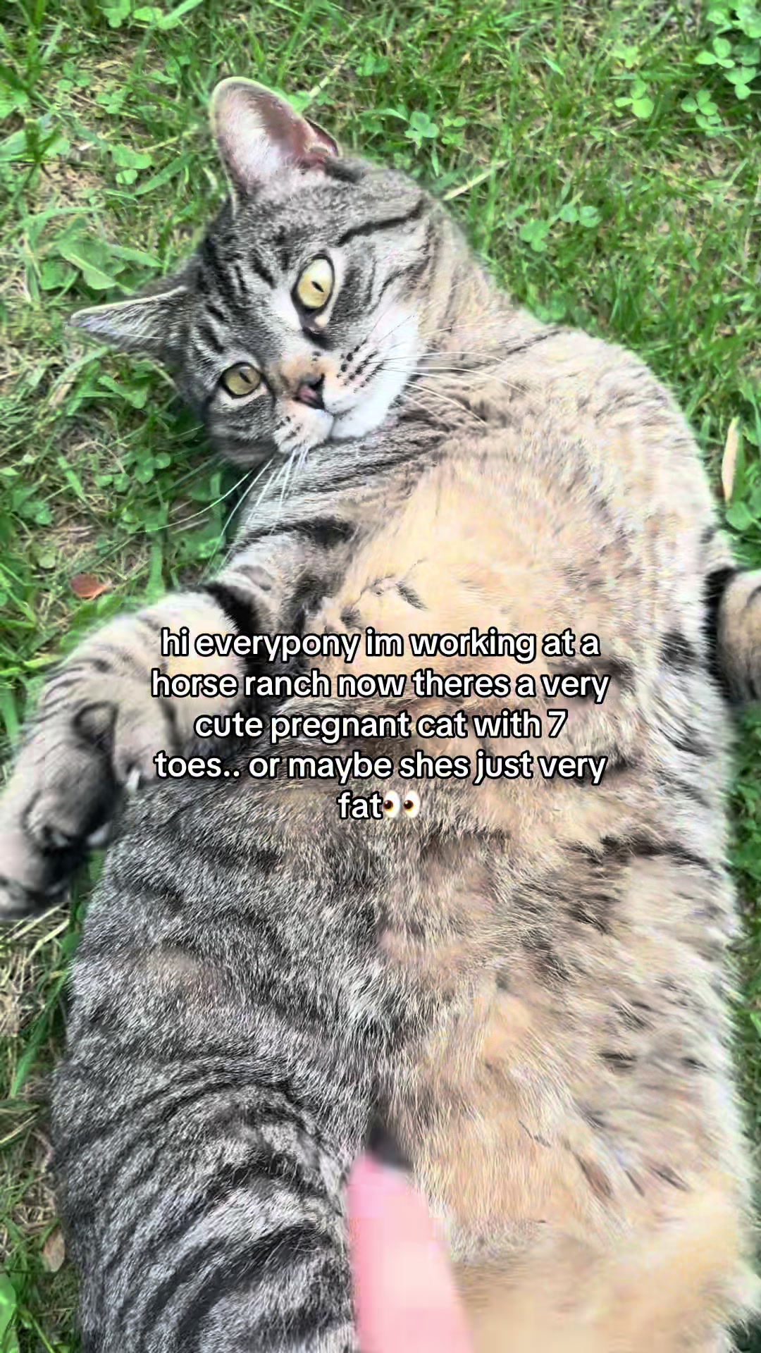 @ᓚᘏᗢ