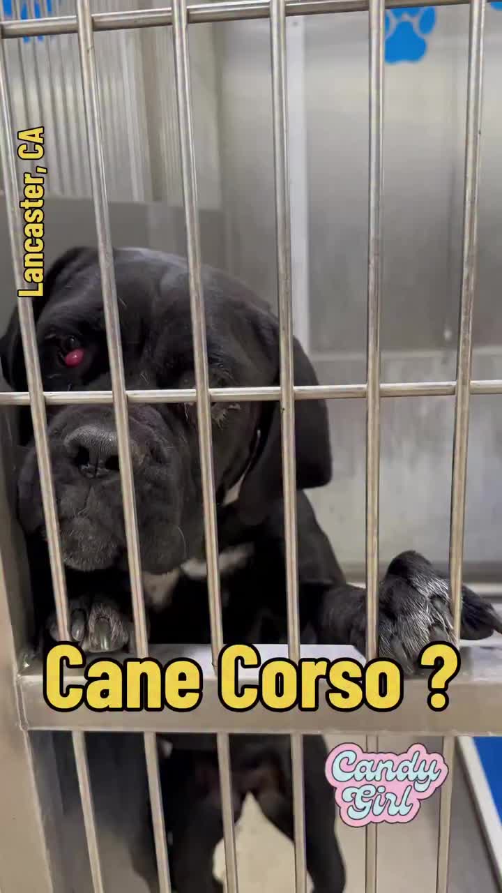 @Cane Corsos