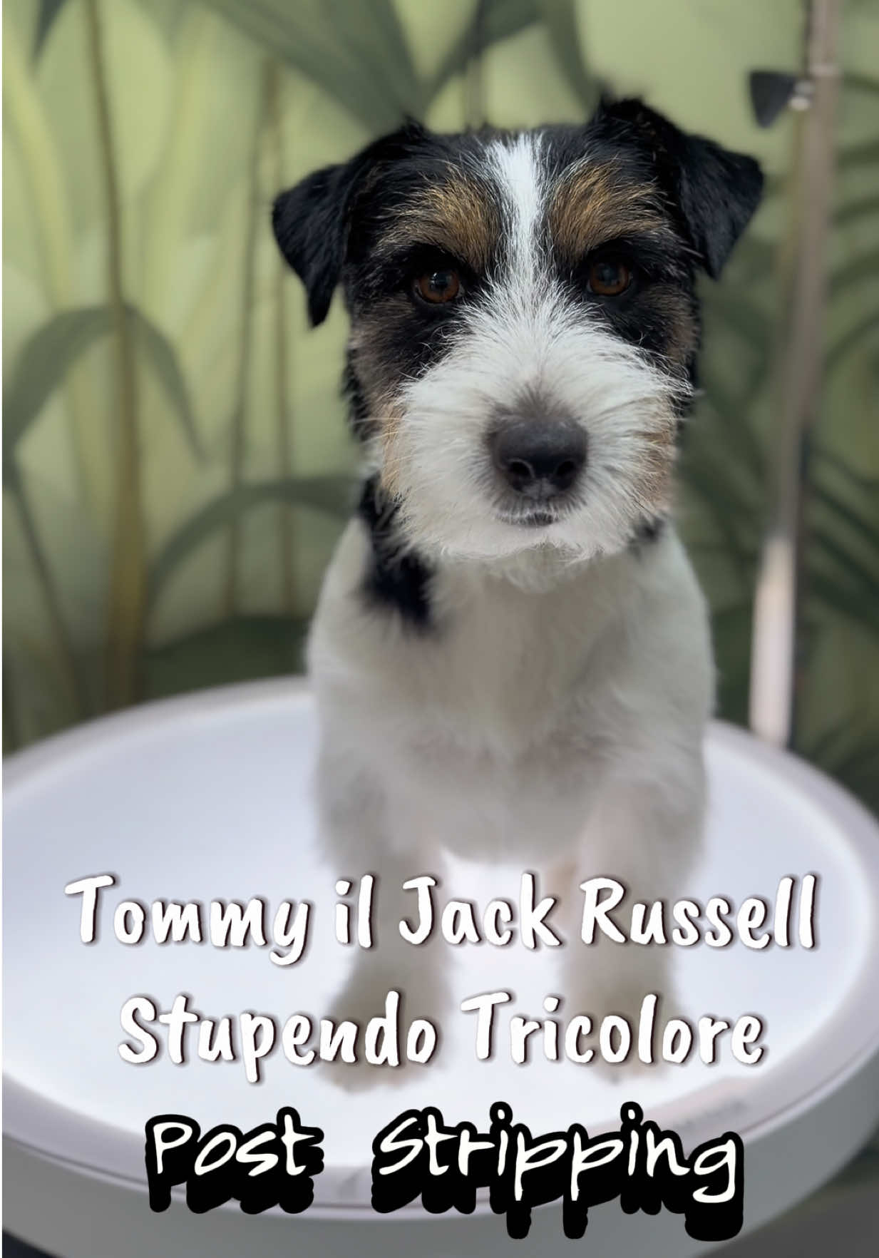 @NewDog Toelettatura & Pet Shop