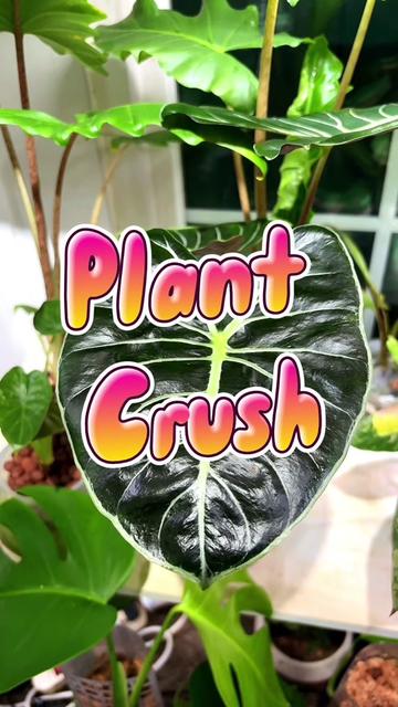 @PlantLadyNico🪴