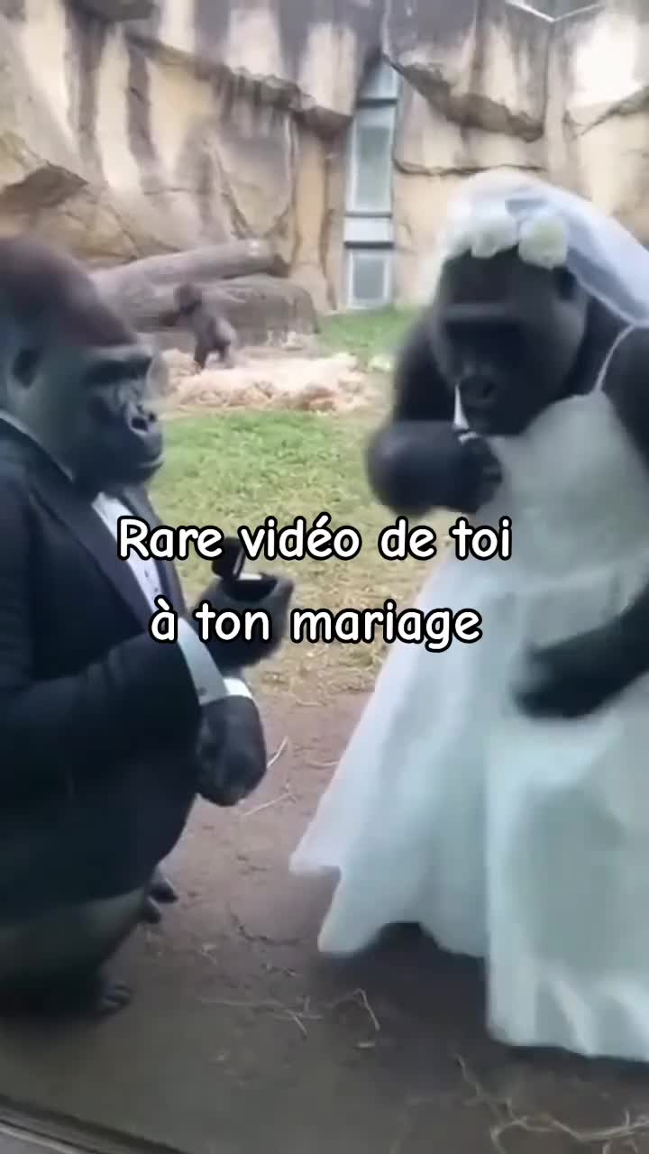 @FouRireAnimal