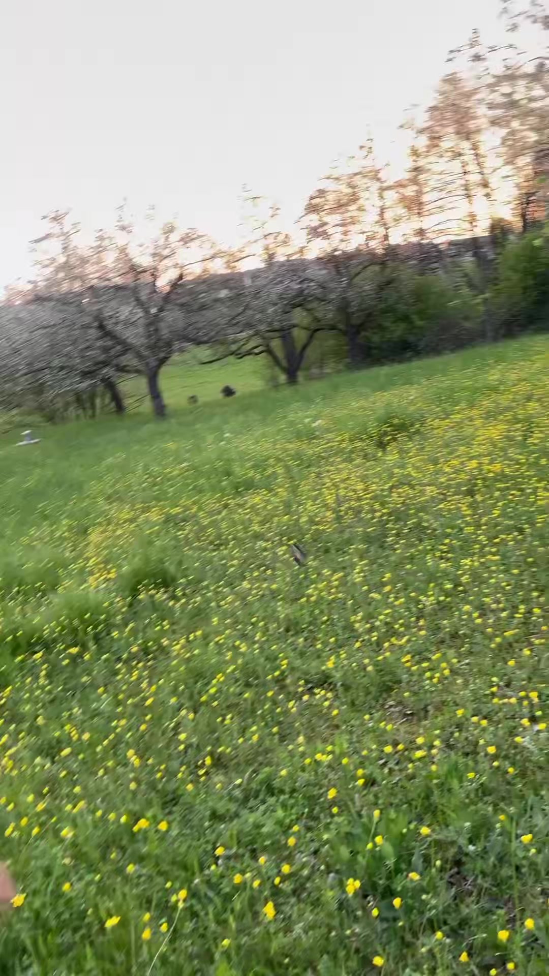 @Roma on 60v