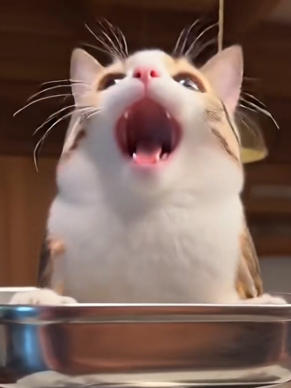 @TheRealMeowl