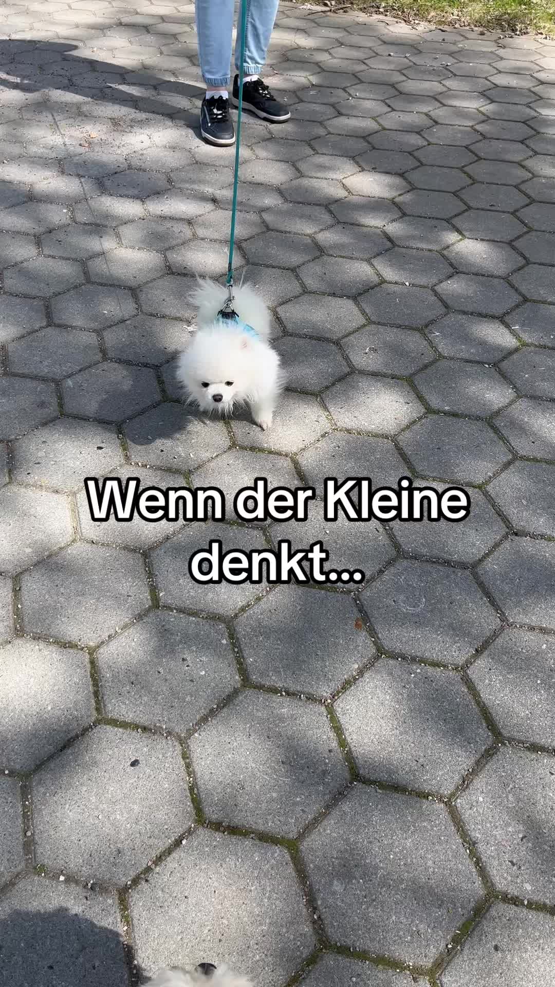 @DogMilow