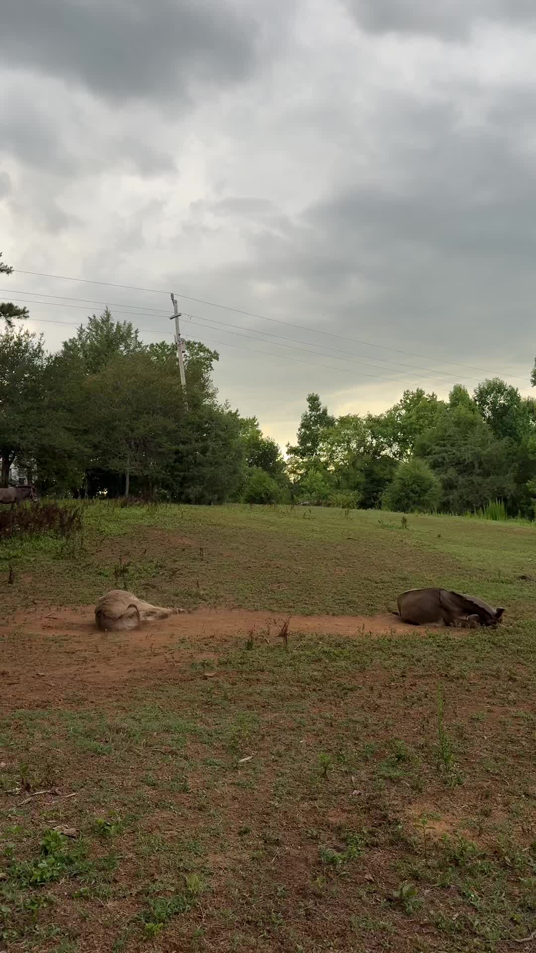 @jacksonridgefarm