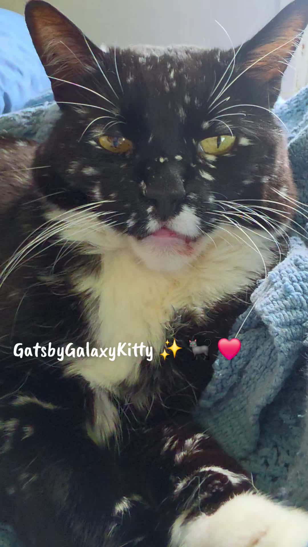 @gatsbygalaxykitty