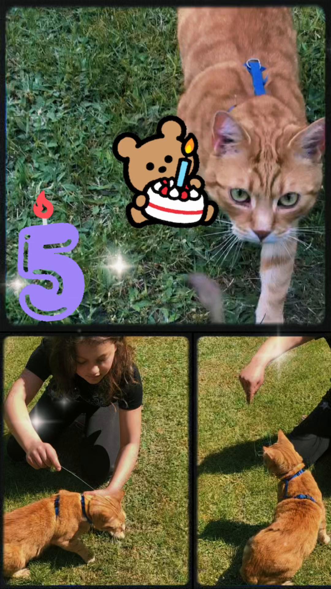 @Cat 💙