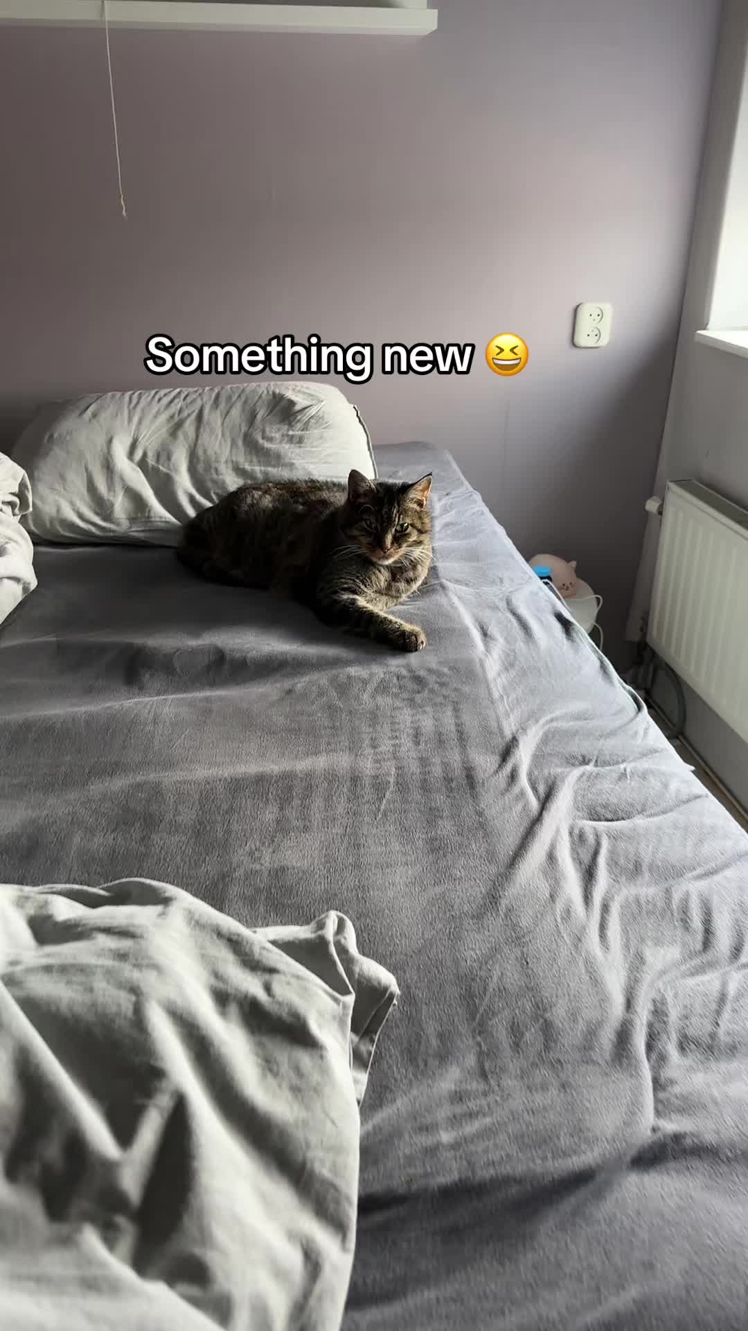 @Joep_the_ rescuecat