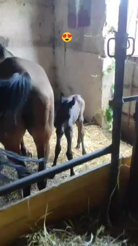 @scuderia vernagallo🐎 Palermo