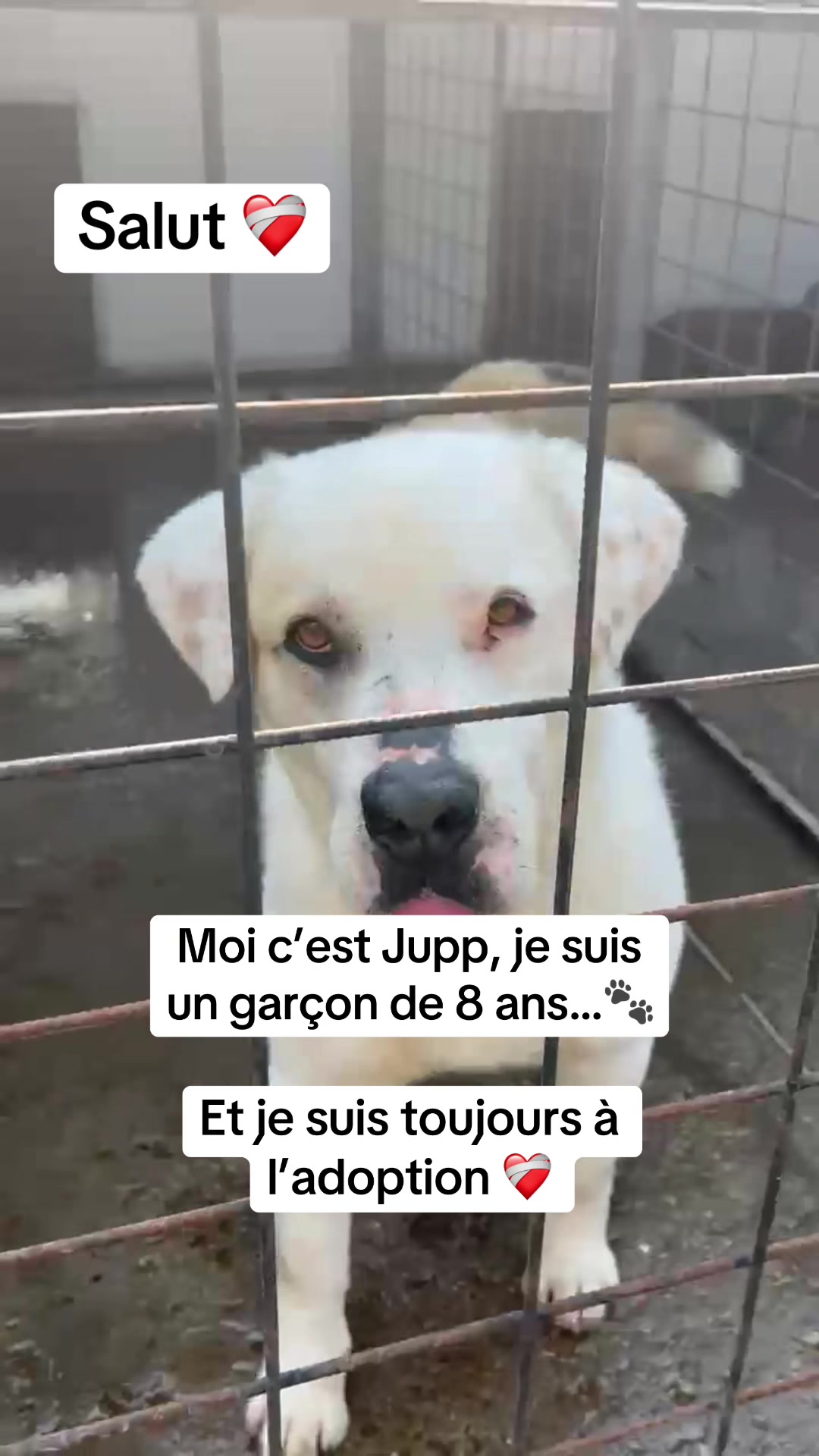 @Adopte Une Truffe 🐶