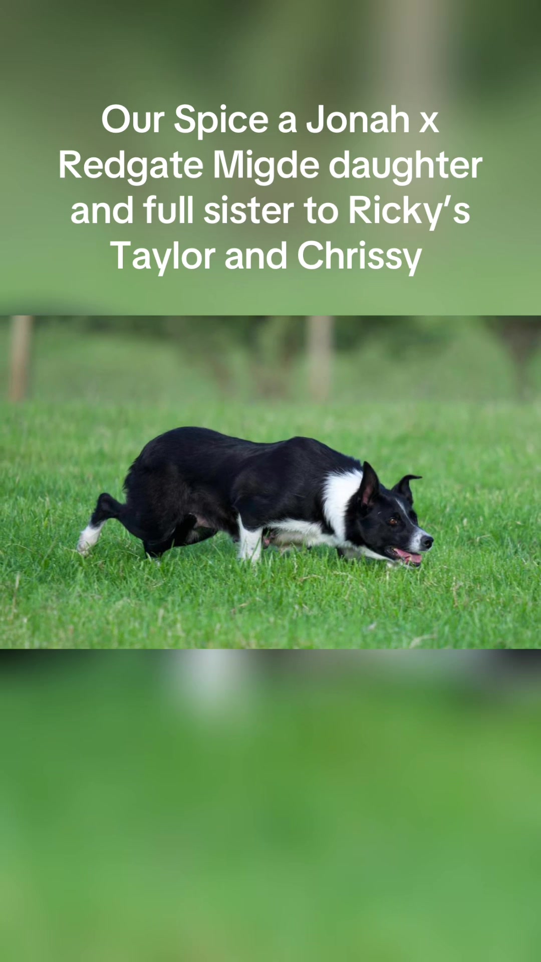 @Ravara and Murray’s sheepdogs