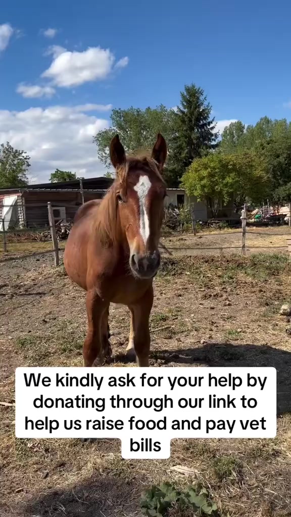 @angels.fleet.rescue