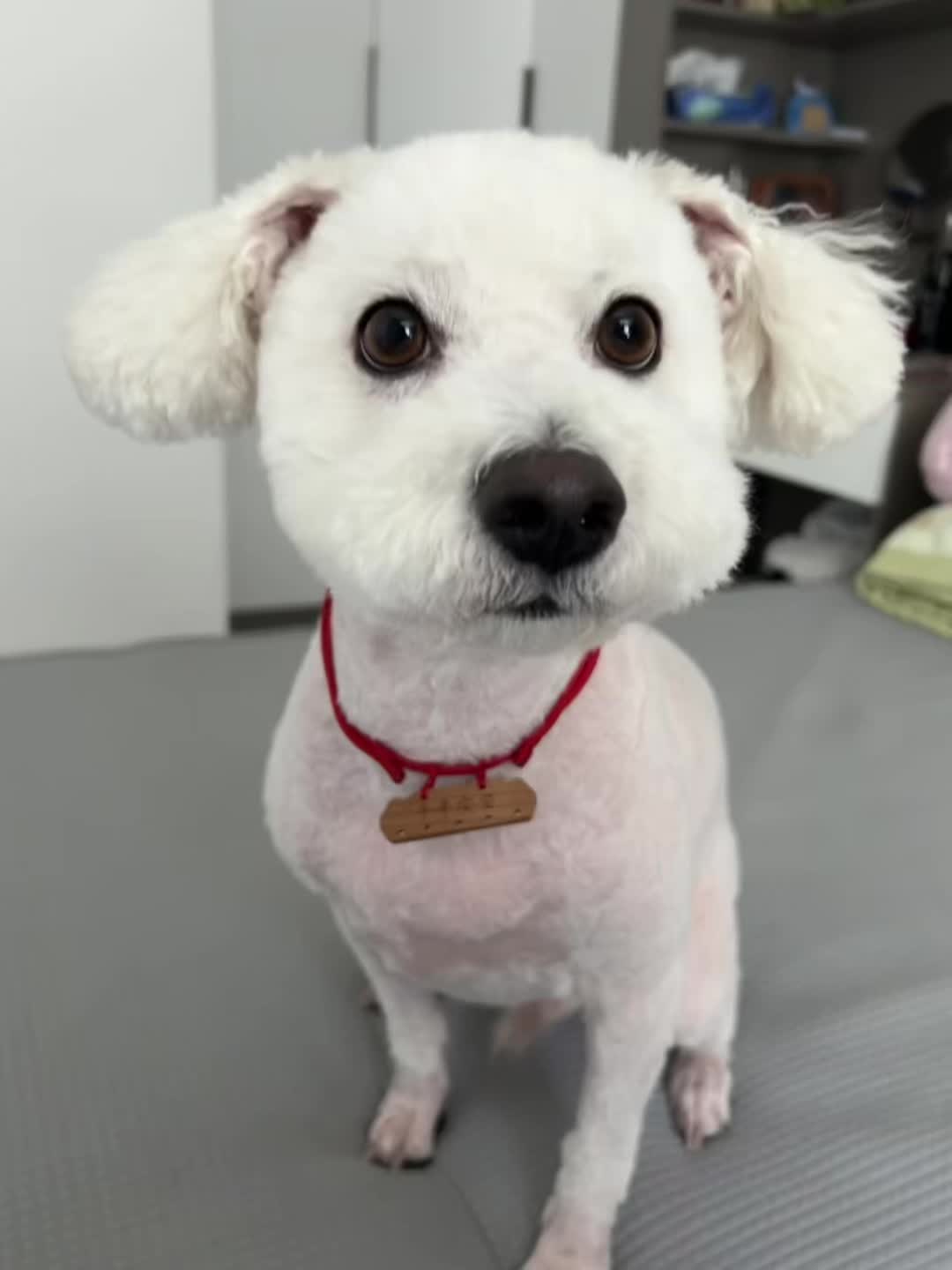 @Pet World Hub