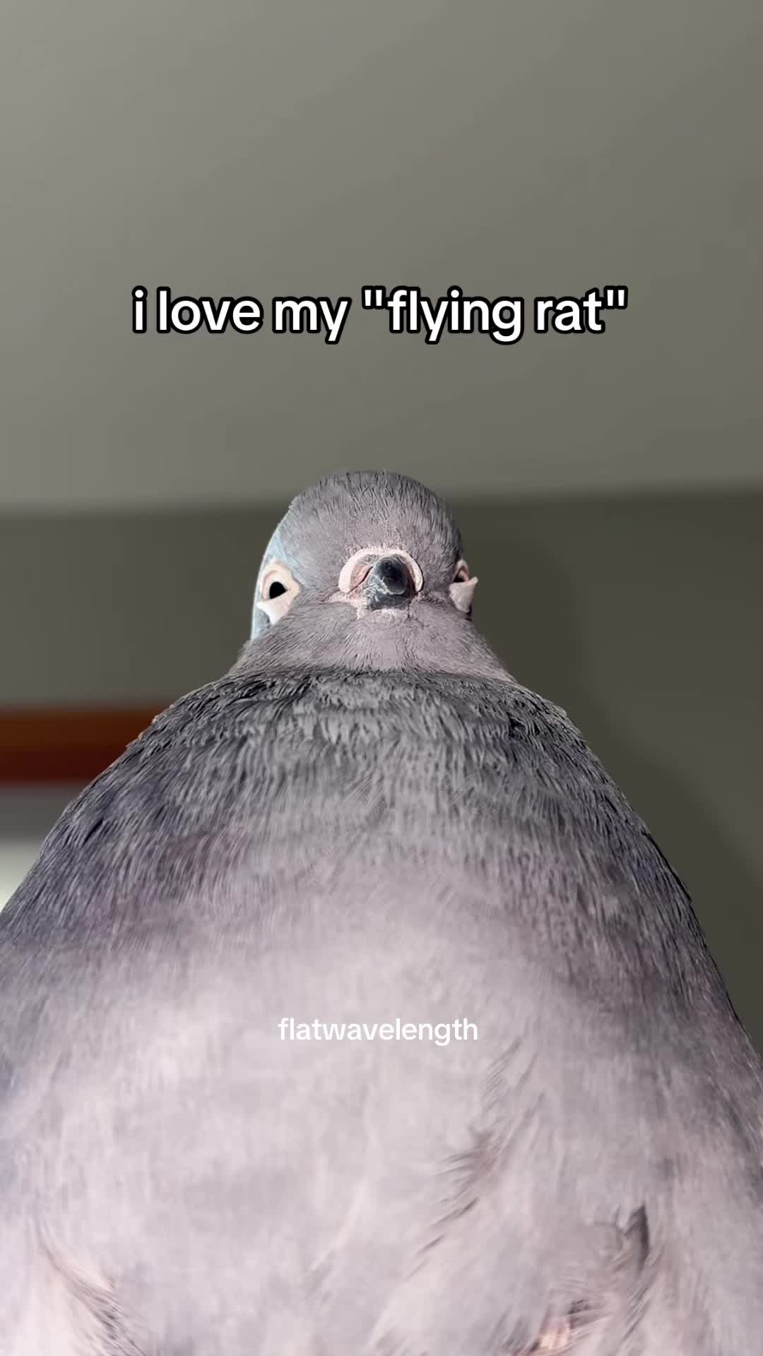 @flatwavelength