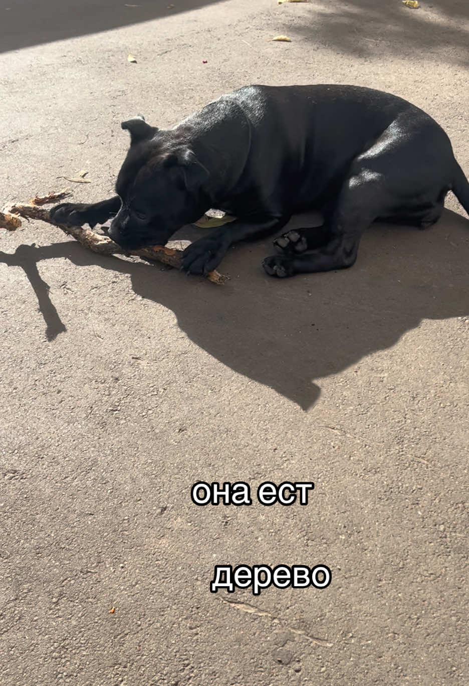 @alen🕷️