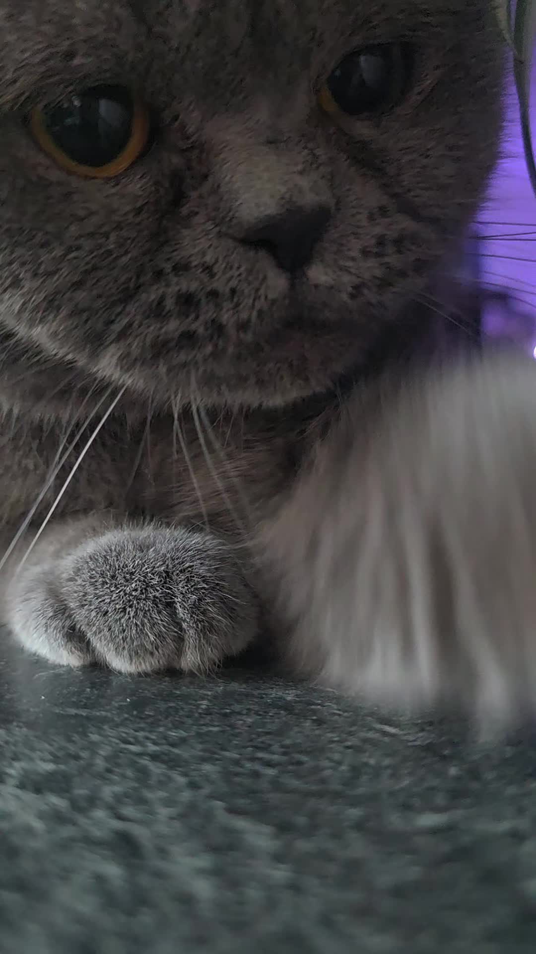 @Rodriguez & Cats 💋🐾