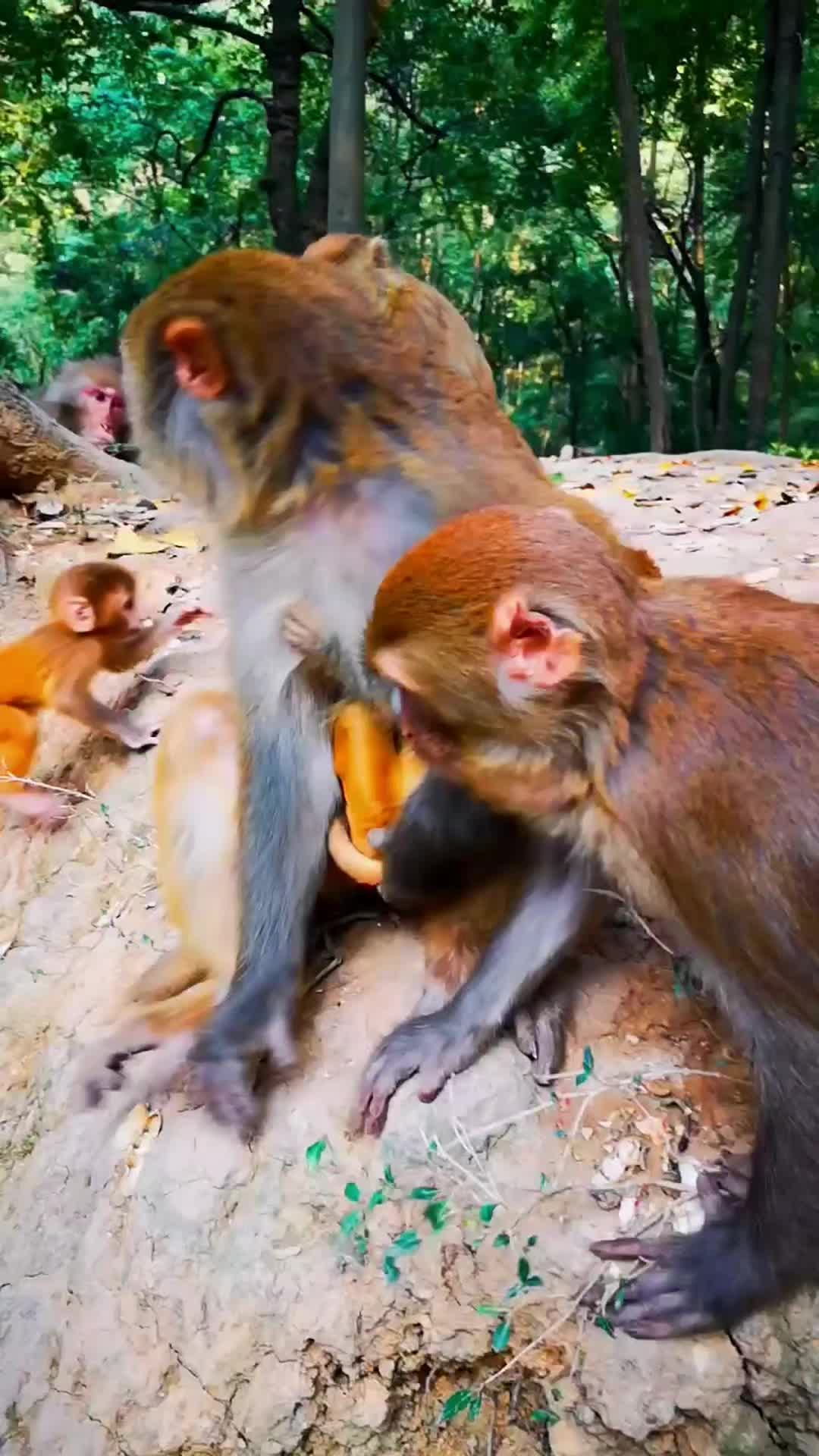 @LilMonkeyVibes