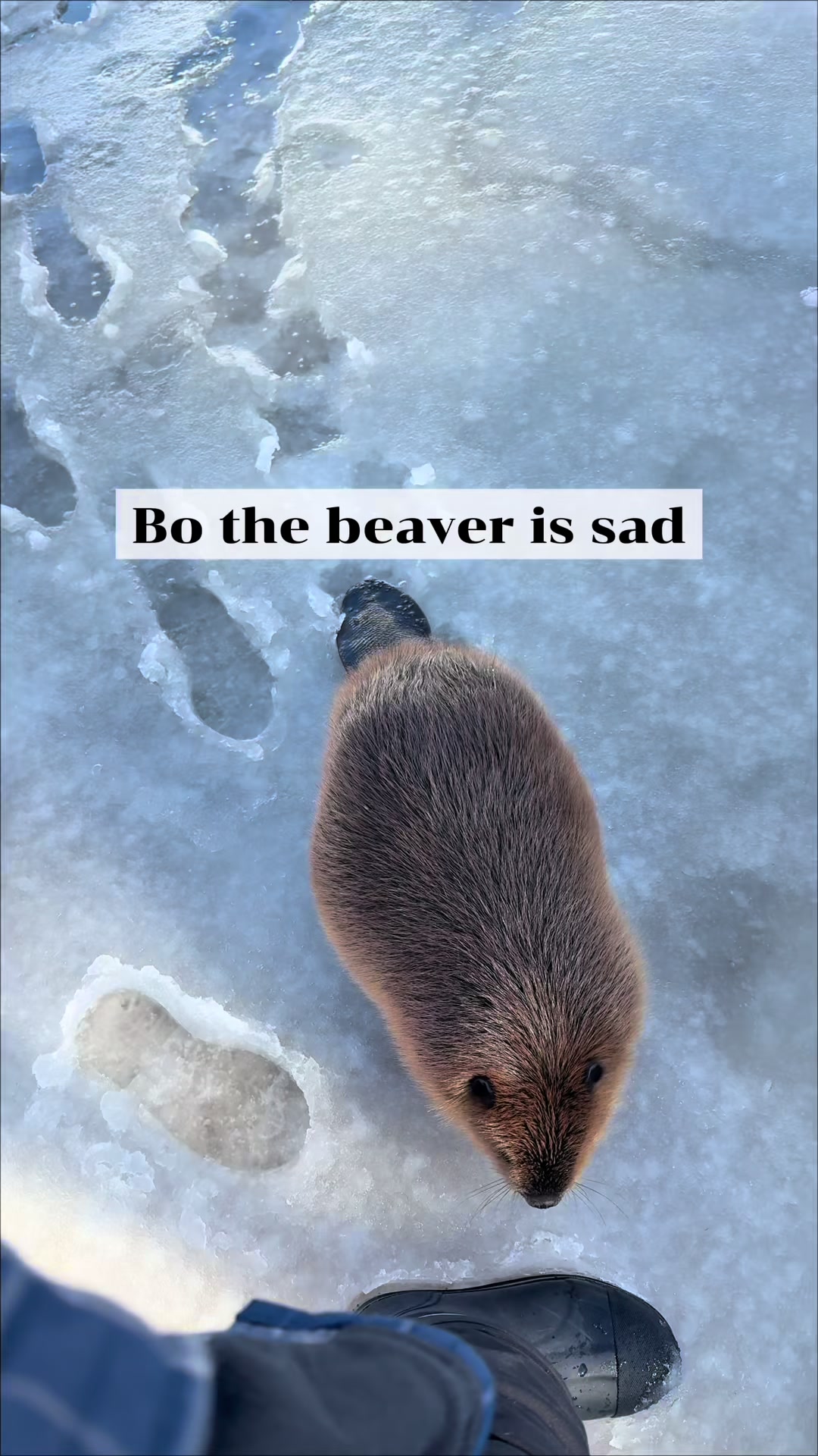@Wild For Life Inc.