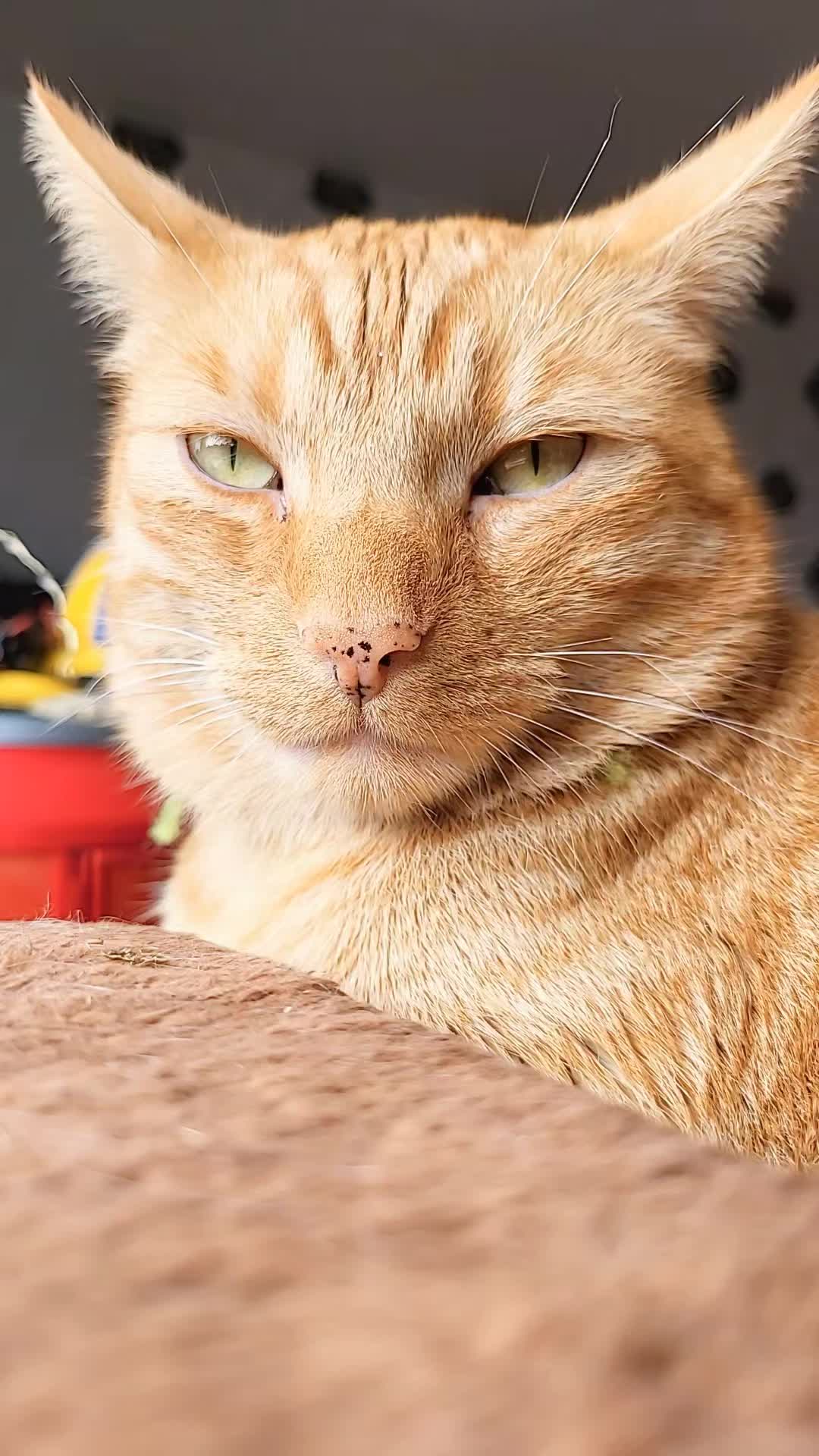 @😸 Alex 😸