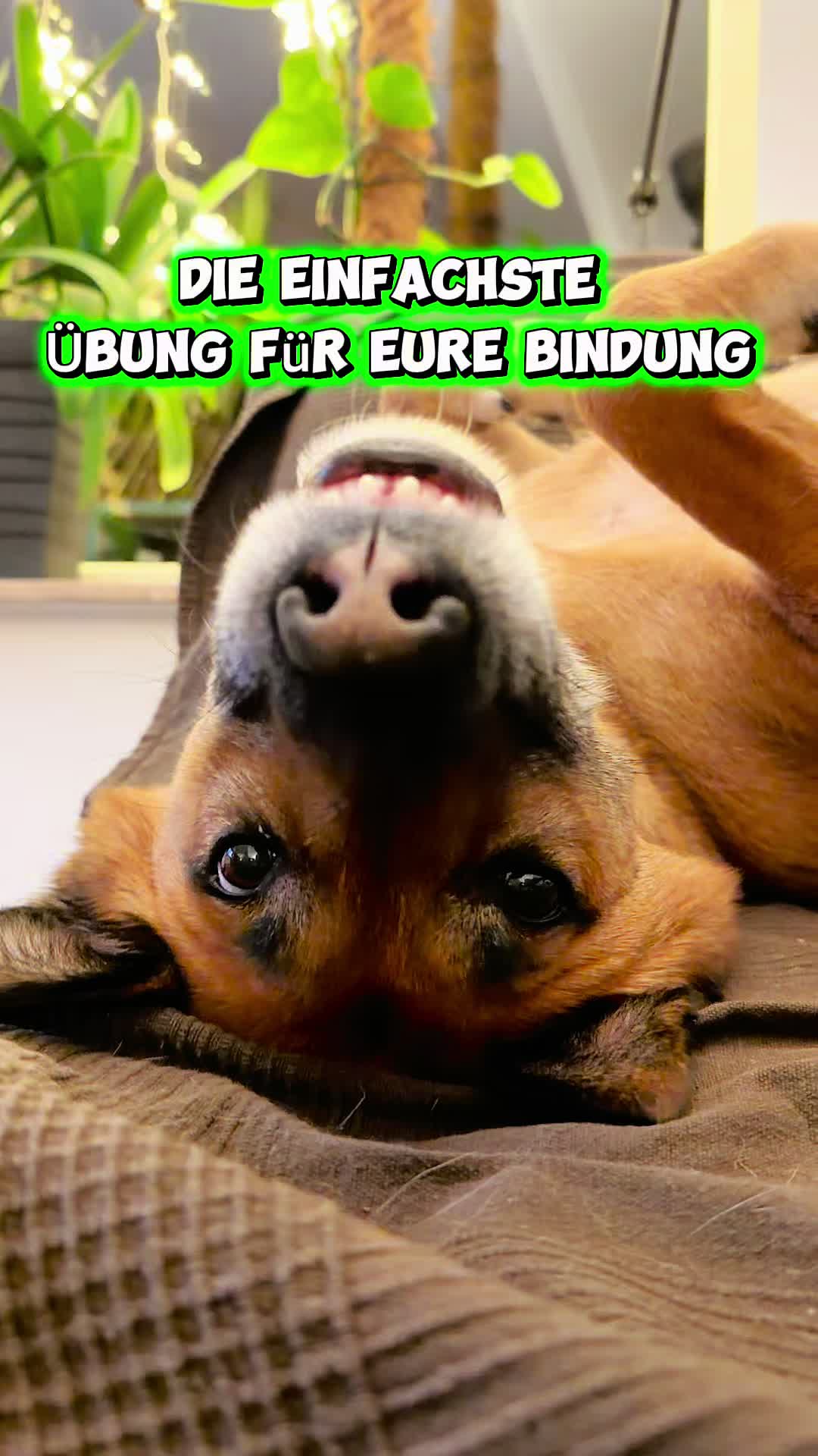 @INSAbenteuerHund