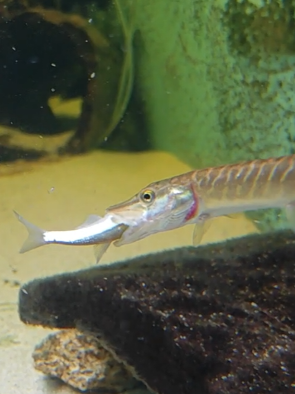 @predatoryfishtank