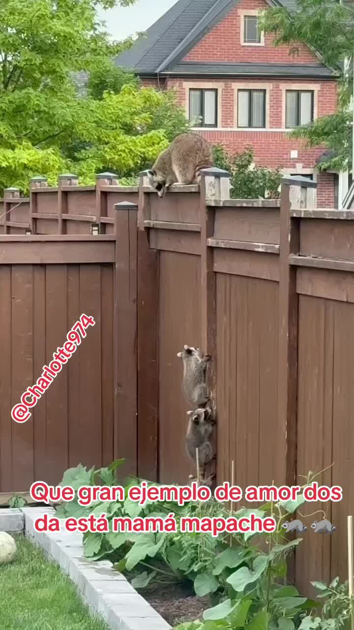 @Charlotte🐕🦺🐈🐕🦬🐐🐎🐄🐒