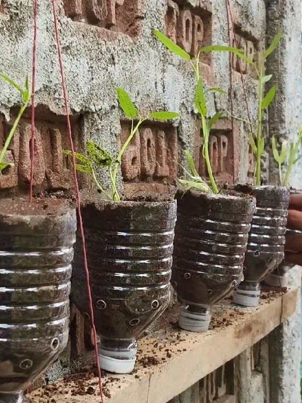 @PlantsLife