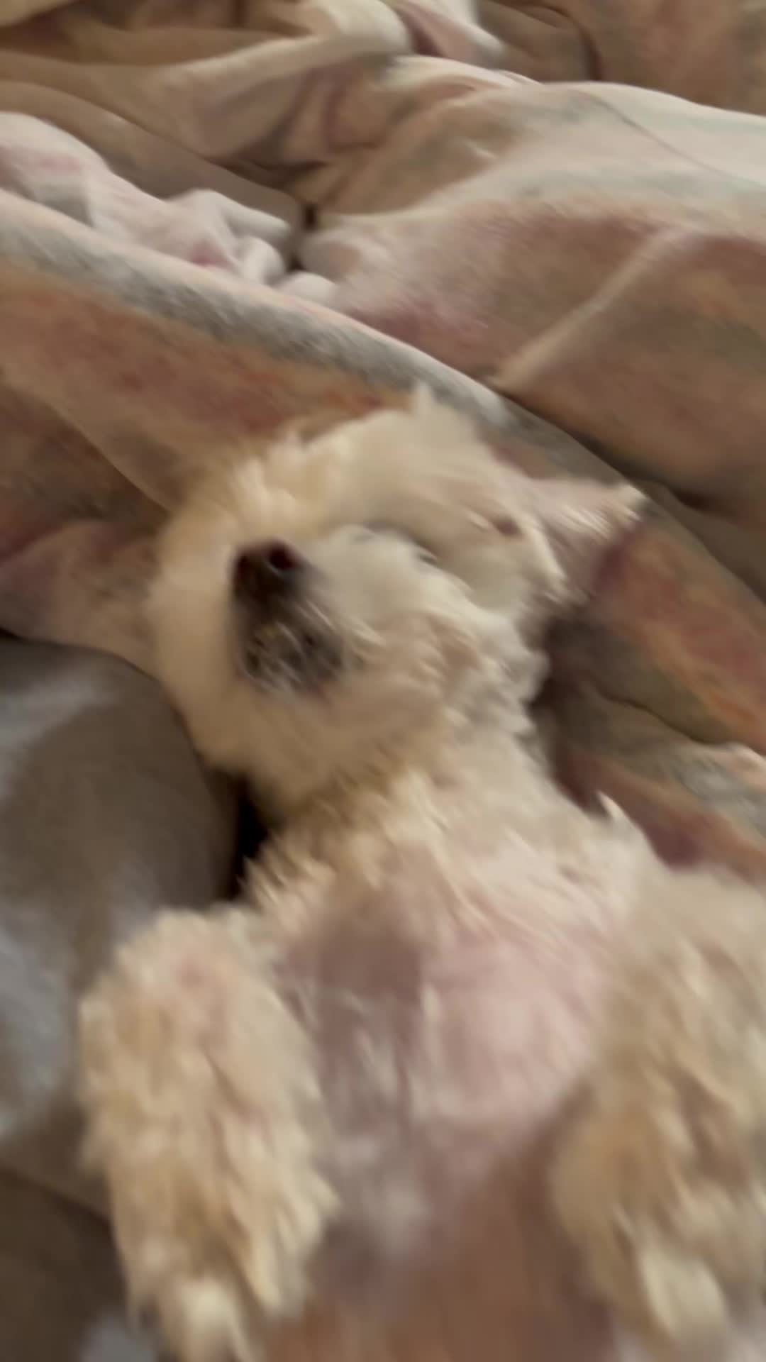 @Messi The Dog