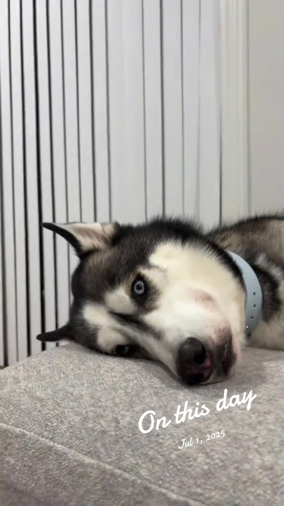 @lifewith2huskies