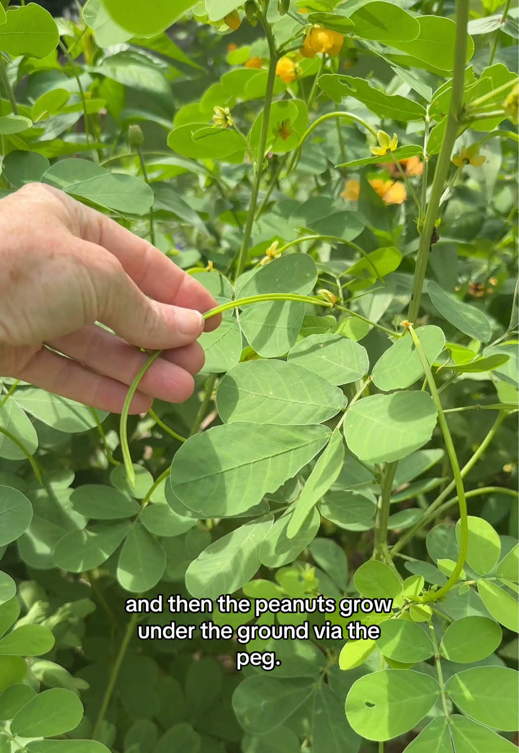 @The Ever Hopeful Gardener