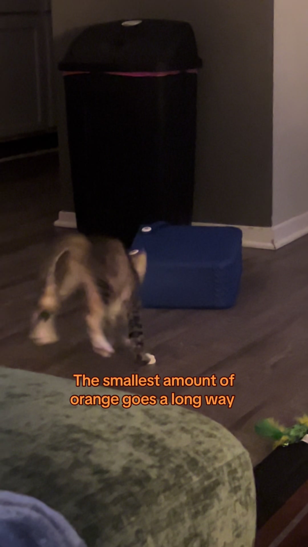 @Houseofpets