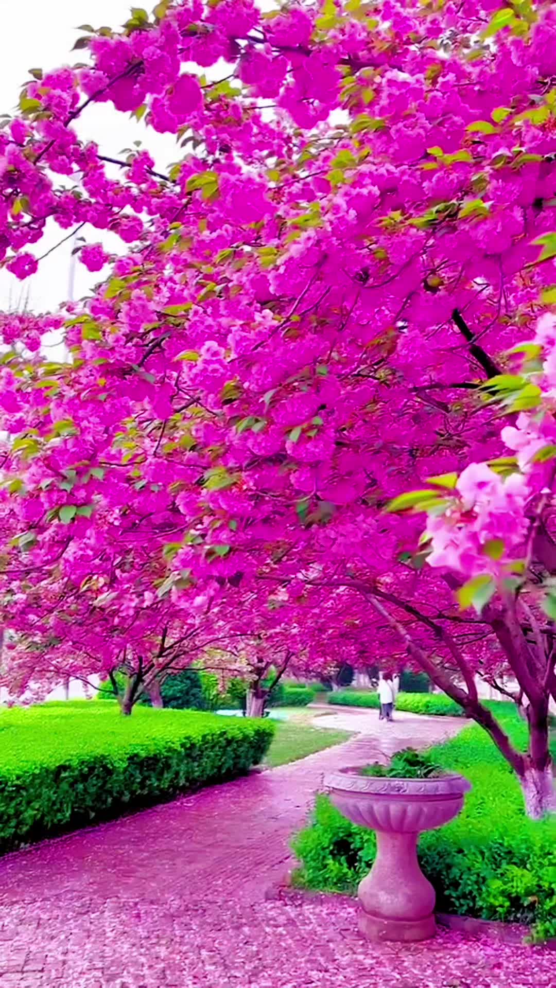 @Wali.contenido Tiktok Natur