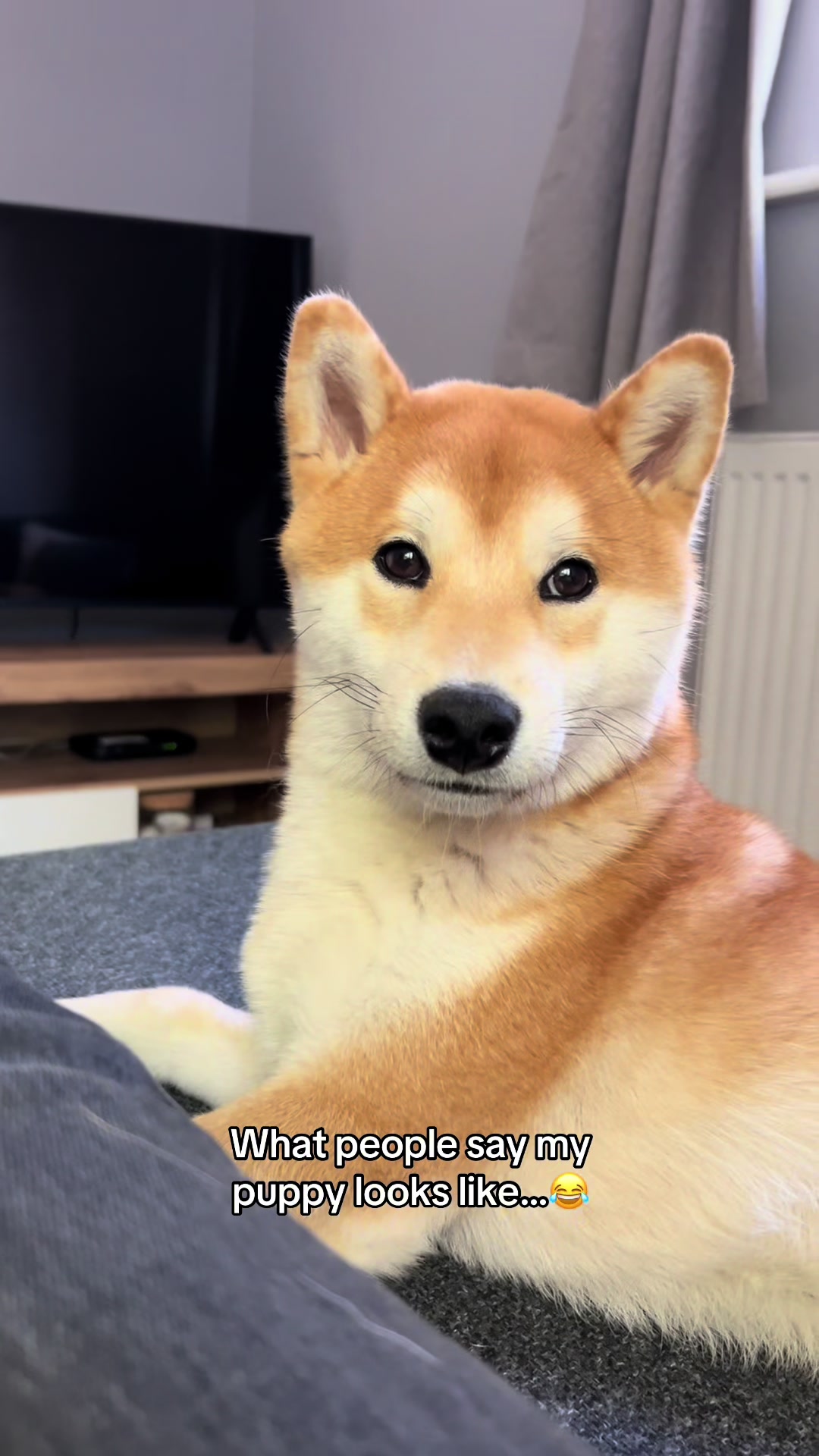 @Kenzo the Shiba