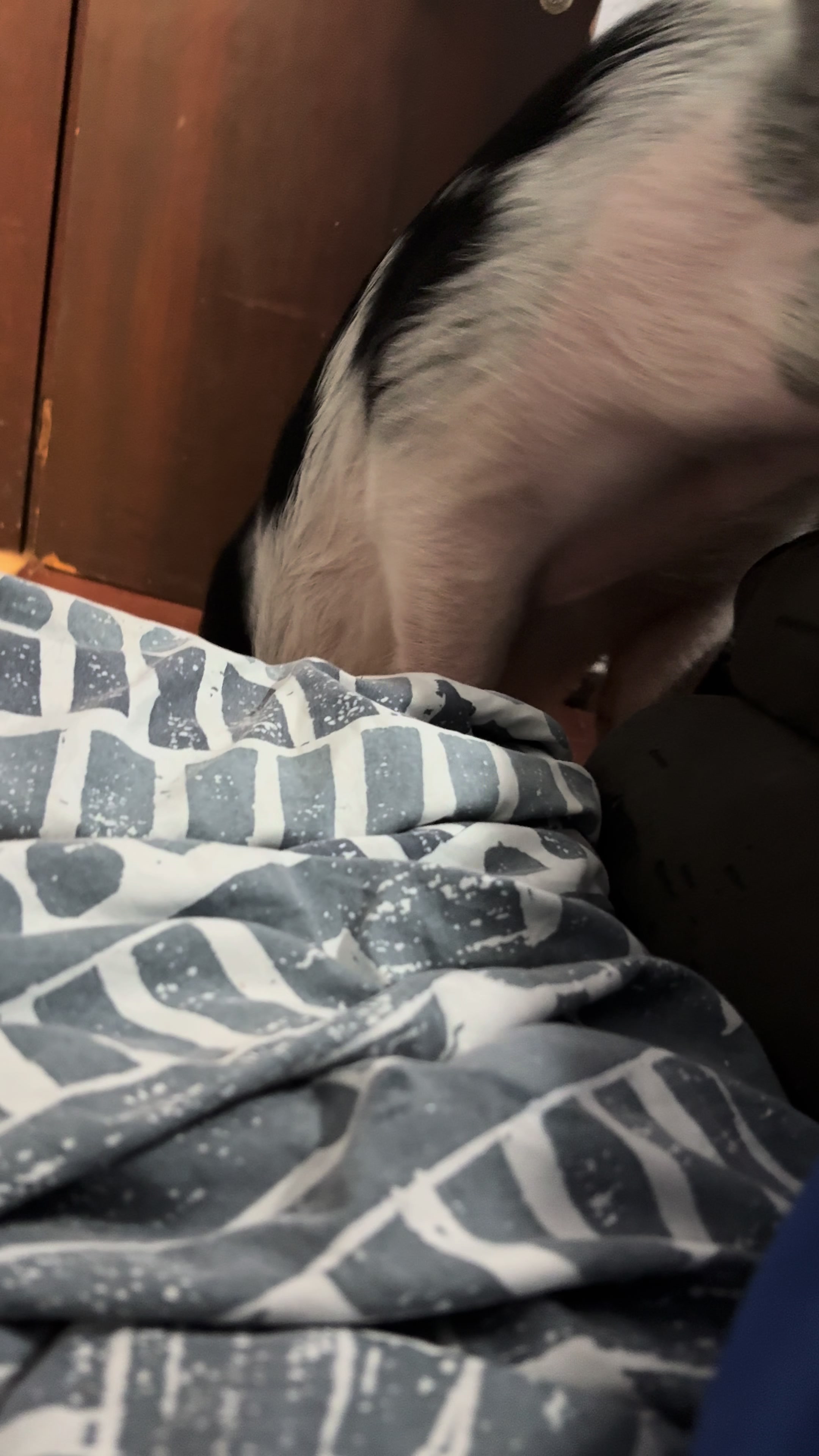 @Pepa.Oreo.Cookie