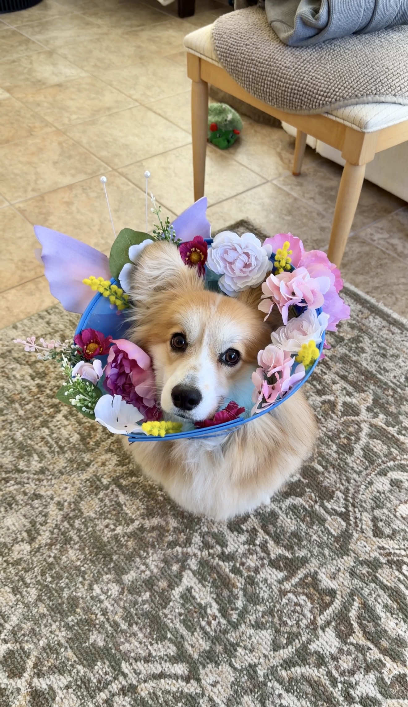 @Hammy & Olivia Corgi