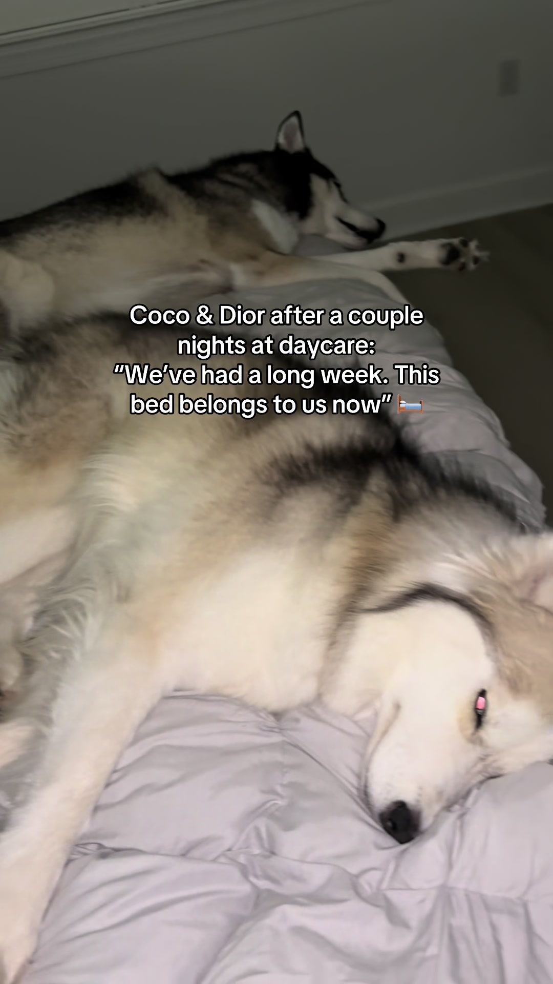 @lifewith2huskies