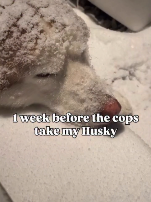 @freezinghusky