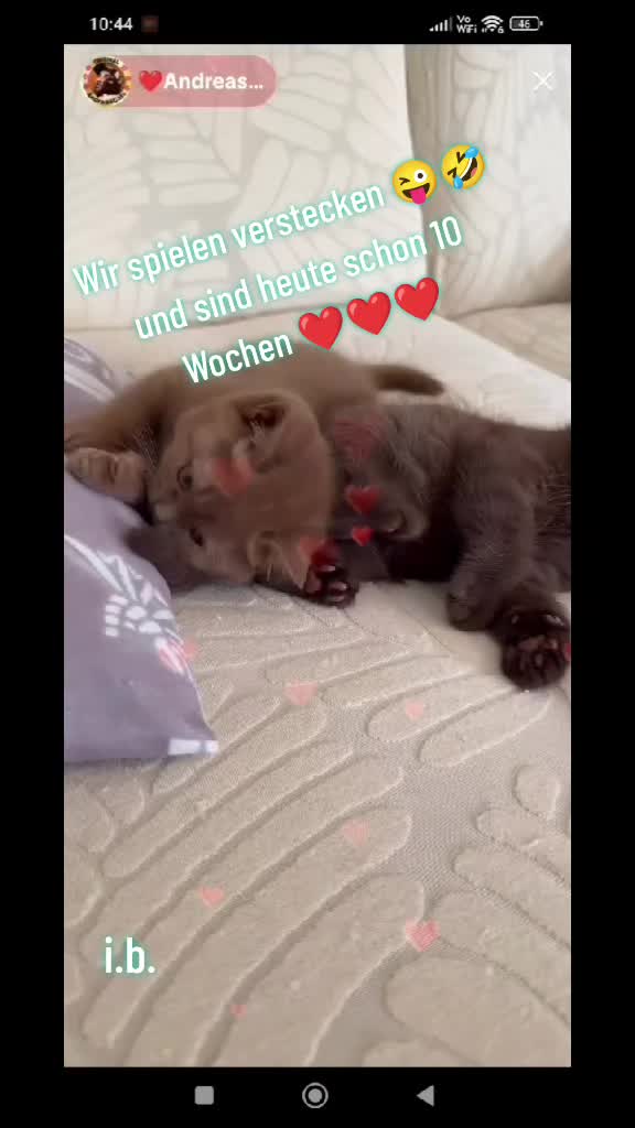 @ines (Miss Marple)❤️T❤️ACats❤️