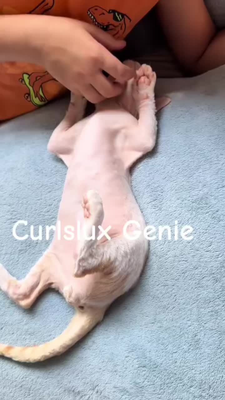 @Curlslux cattery!!🇺🇸