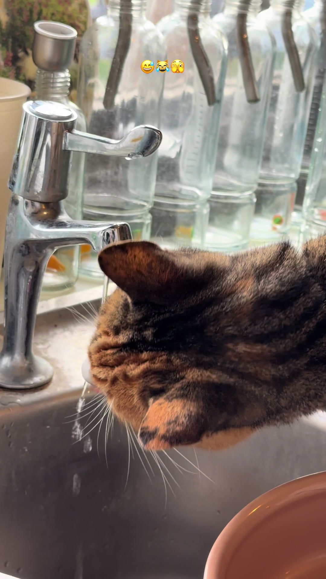 @Herongate Village Cattery